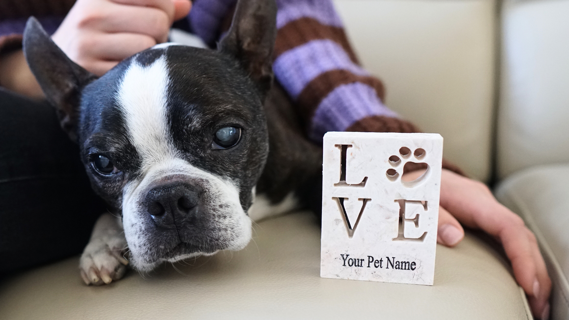Black and white French bulldog next to LOVE stone plaque